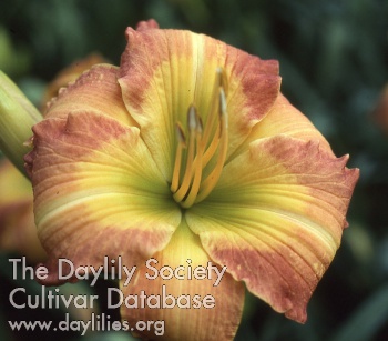 Daylily Savannah Enticer